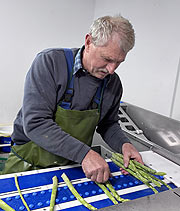 Spargelbauer Johann Hainzlmair beim sortieren des Grünspargels (©Foto.Martin Schmitz)